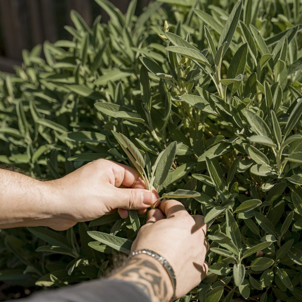 Wellnesshotel Alpenflora, Dolomiten, Kastelruth, Südtirol - Kulinarik und Weingenuss