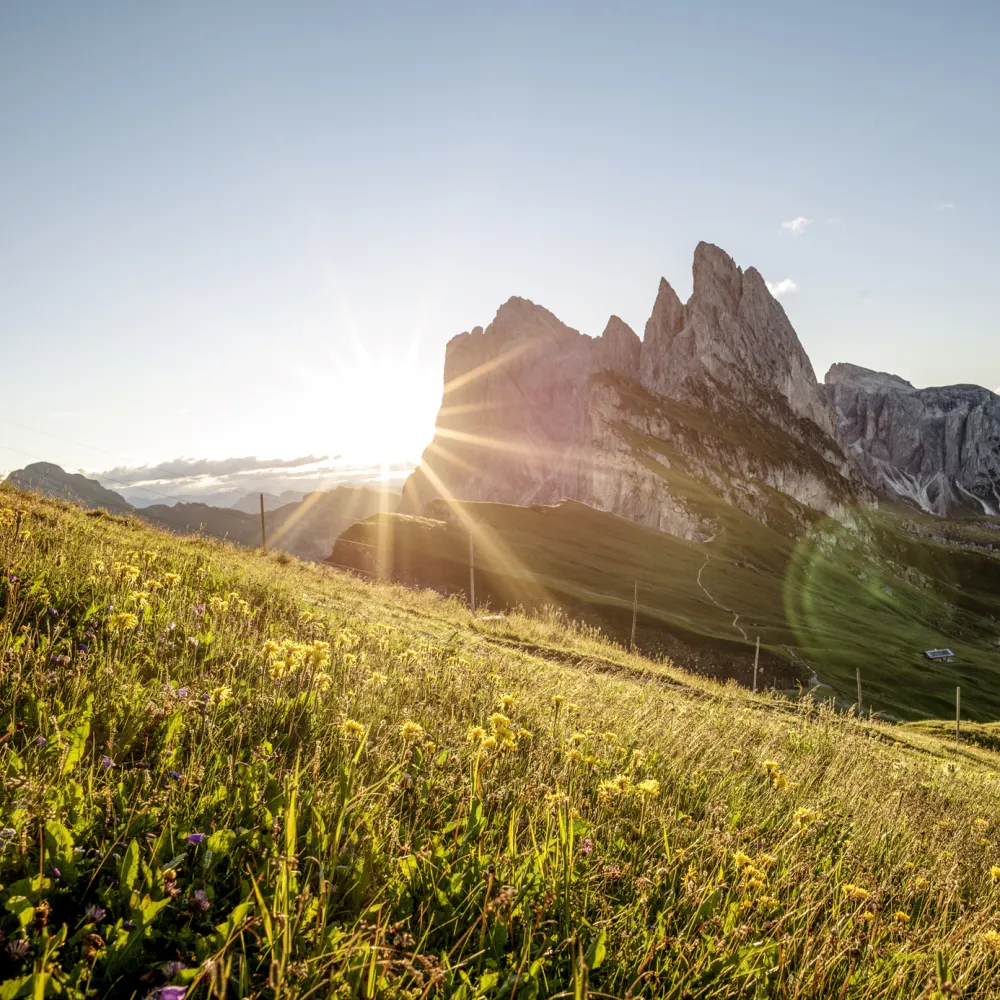 Sonnenaufgang über den Dolomitengipfeln mit blühender Bergwiese auf der Seiser Alm
