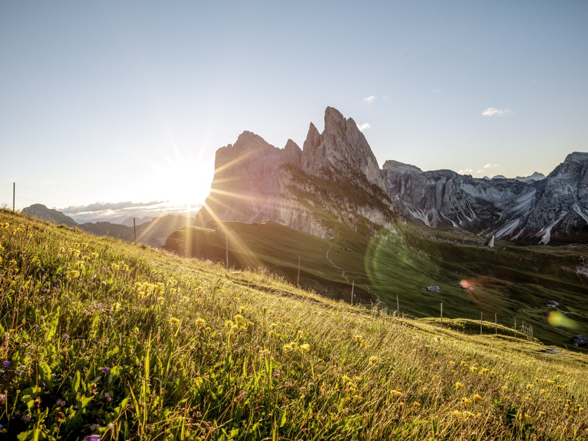 Sonnenaufgang über den Dolomitengipfeln mit blühender Bergwiese auf der Seiser Alm