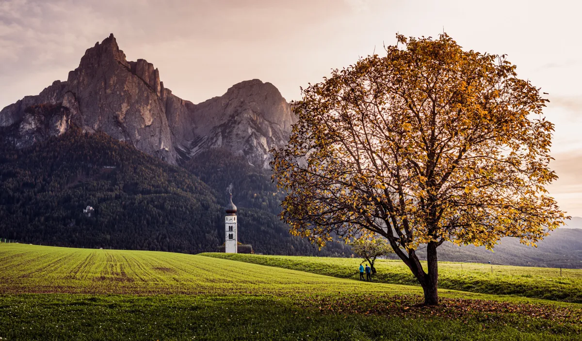 Albero dai colori autunnali e campanile davanti allo Sciliar nella luce della sera a Castelrotto.