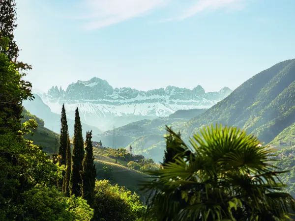 View over a green valley with cypresses towards the snow-capped Dolomites in South Tyrol